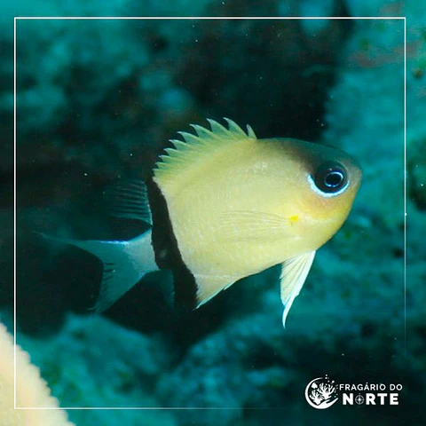 Chromis retrofasciata