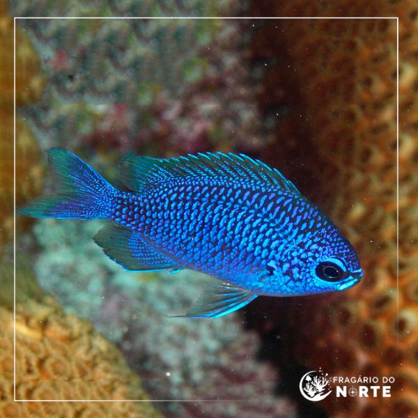 Chromis scotti