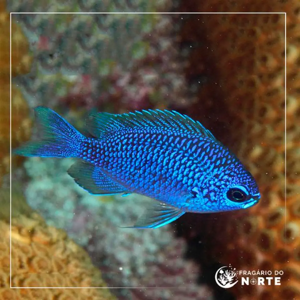 Chromis scotti 1