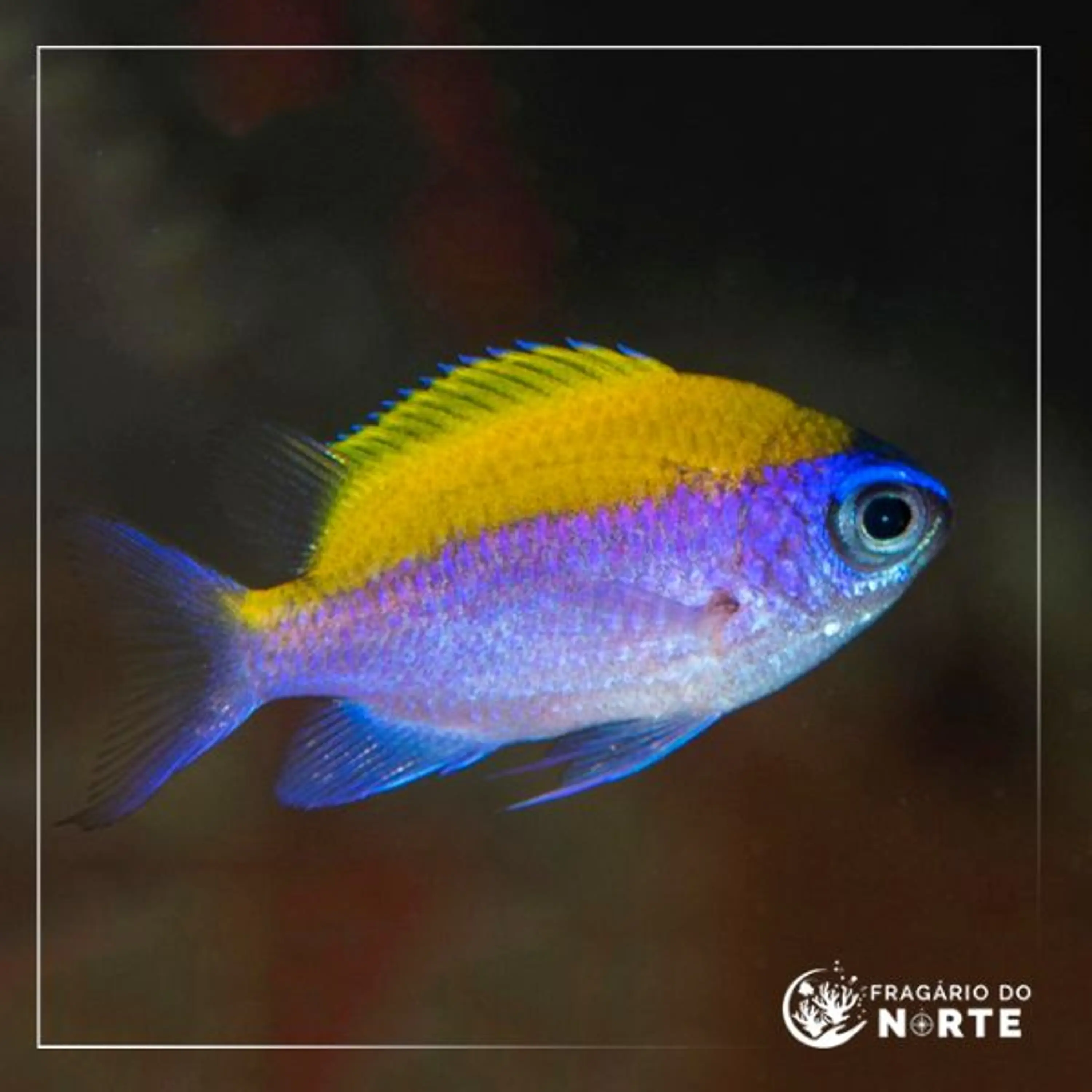 Chromis insolata
