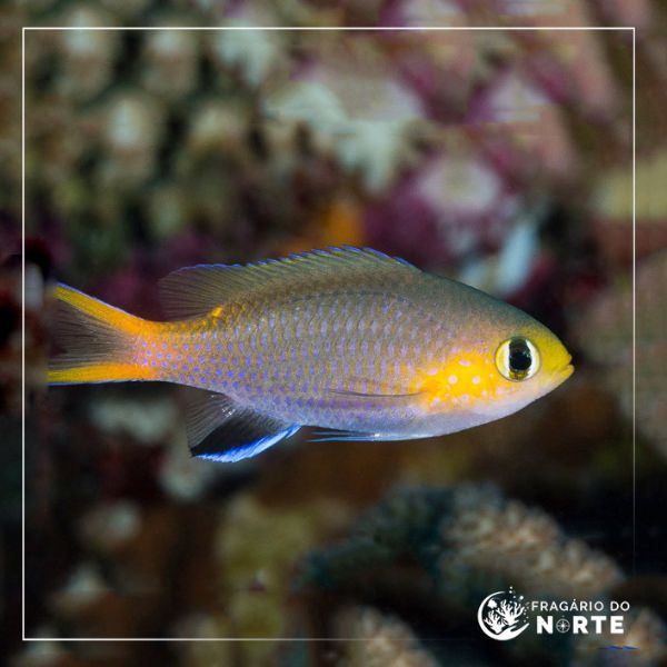 Chromis acares