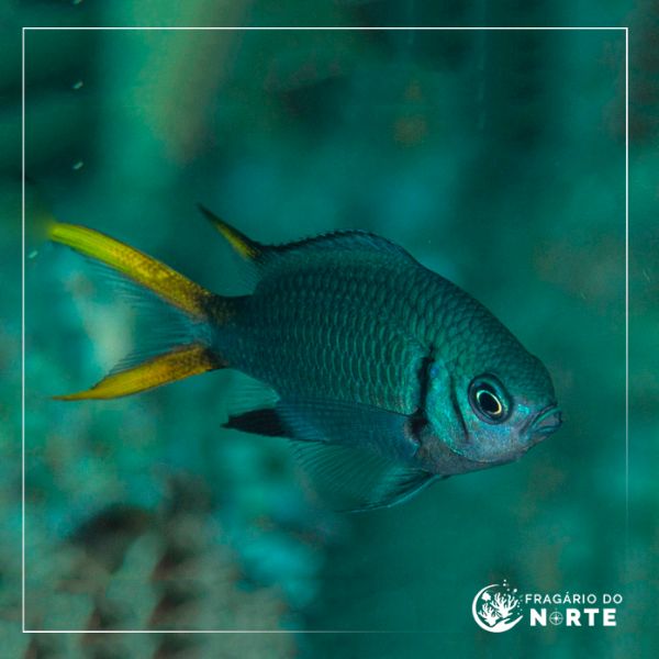 Chromis xanthura
