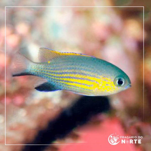 Chromis vanderbilt