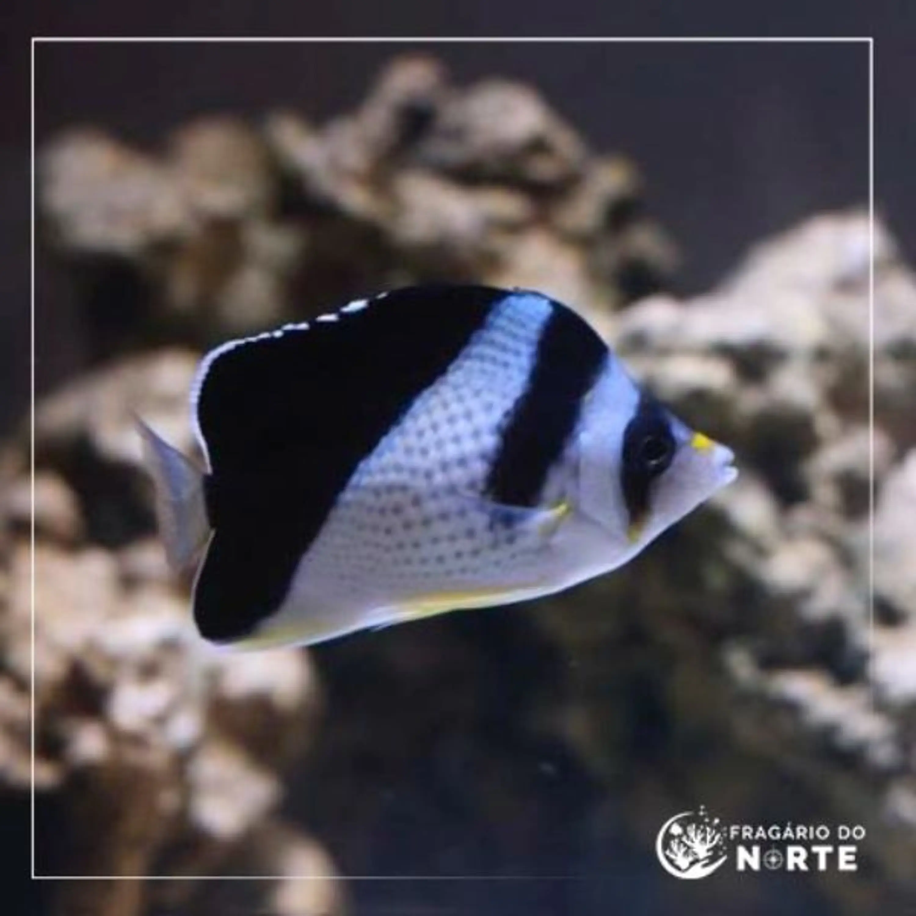 Chaetodon burgessi