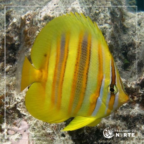 Chaetodon rainfordi