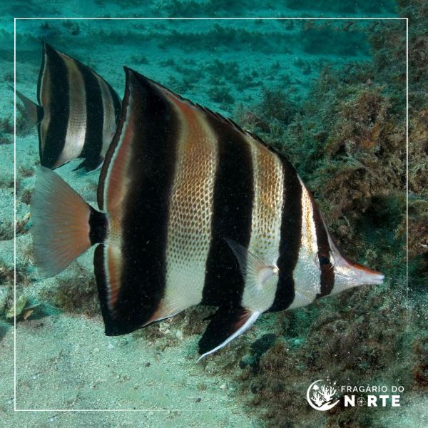 Chelmonops truncatus