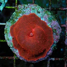 Discosoma ferrugatus 1