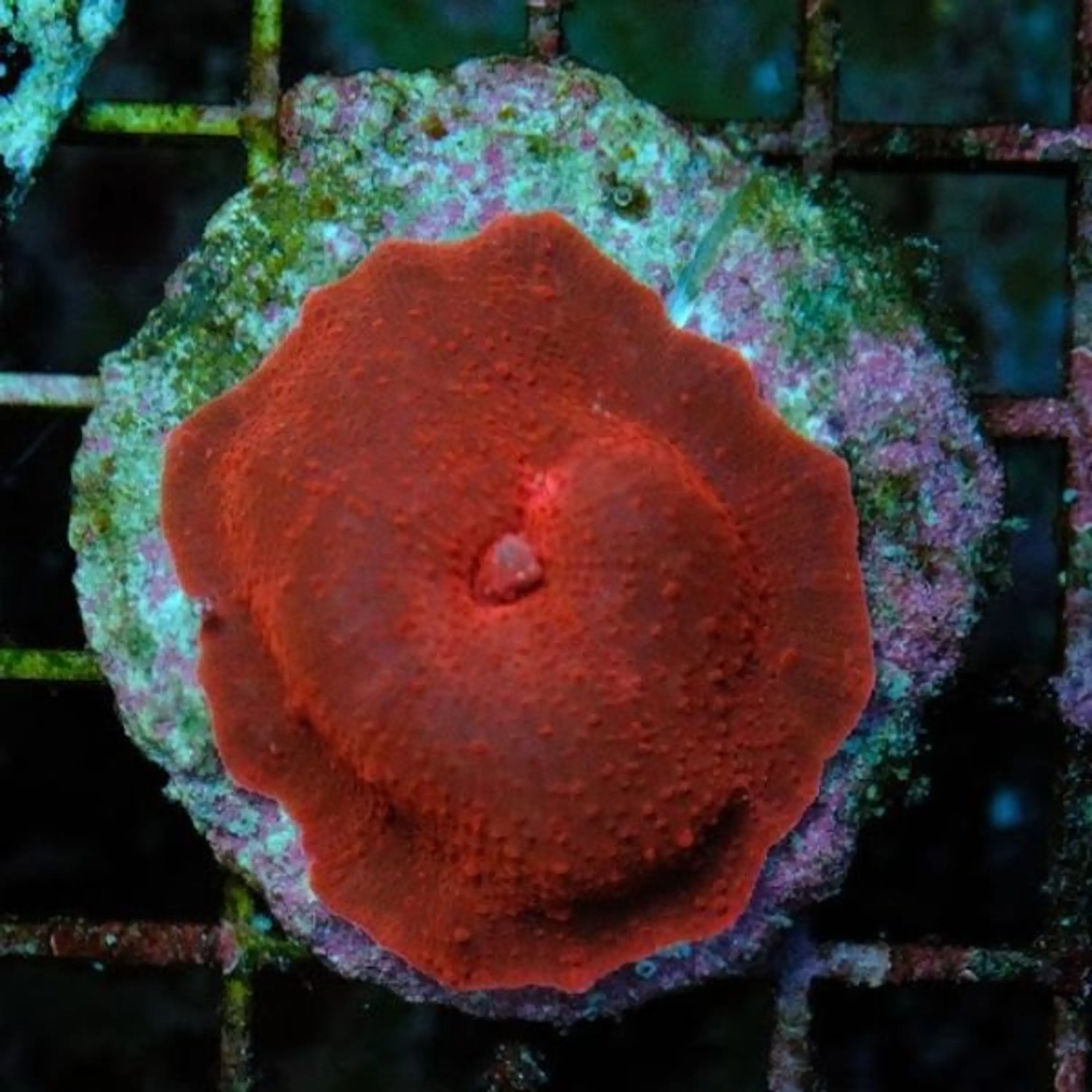 Discosoma ferrugatus