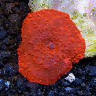 Discosoma ferrugatus 2