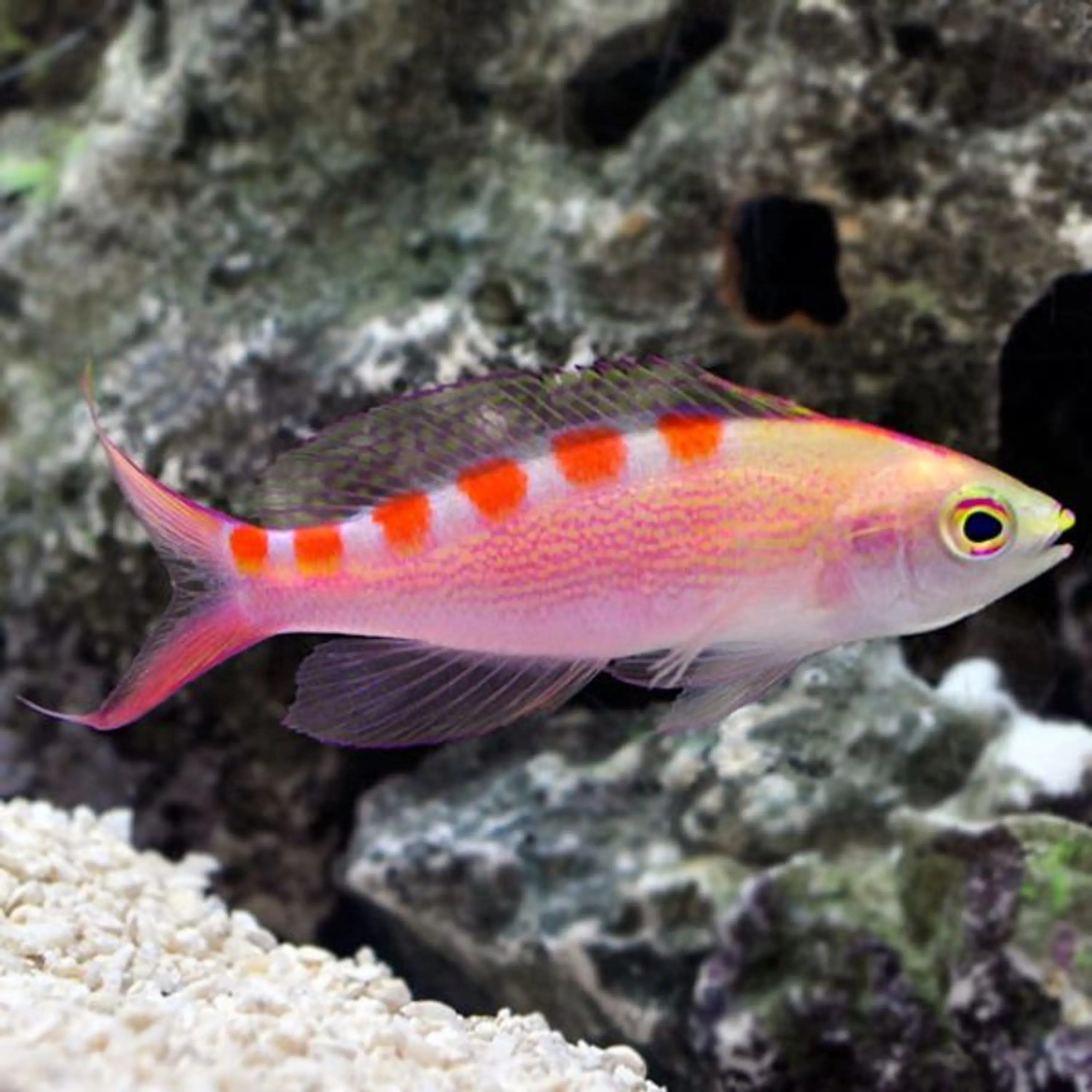 Pseudanthias flavoguttatus