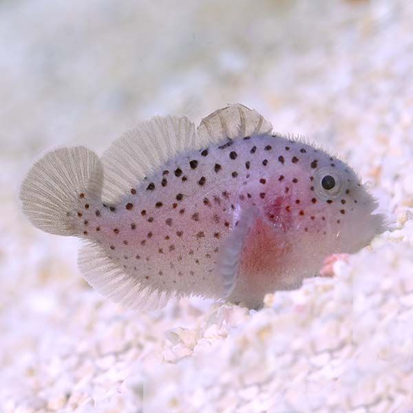 Caracanthus maculatus