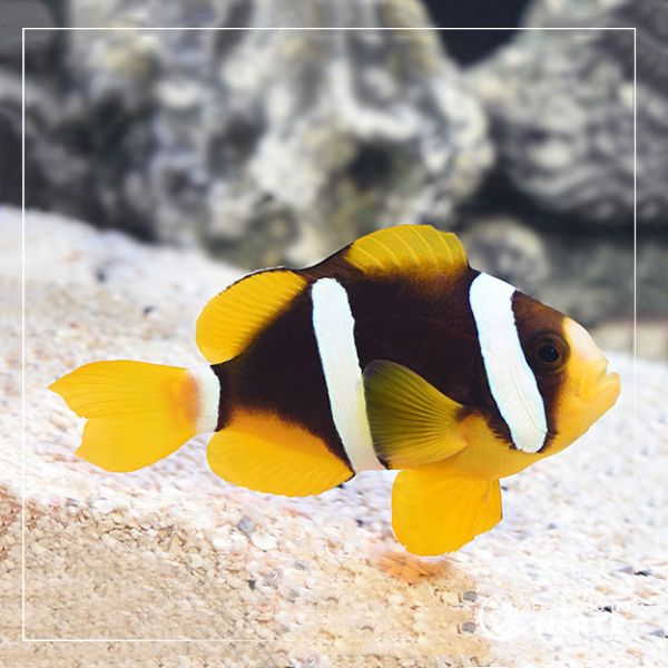 Amphiprion Clarkii