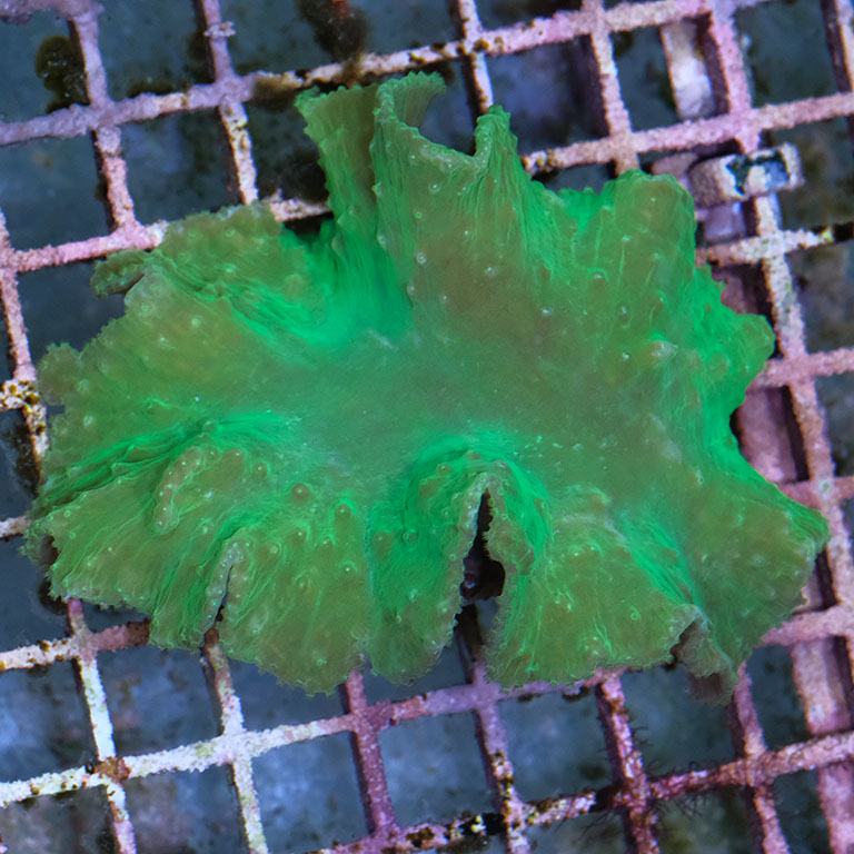 Sinularia dura green