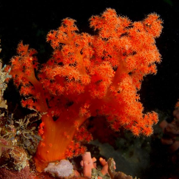 Scleronephthya