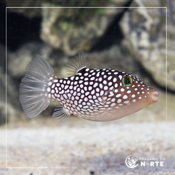 Canthigaster jactator