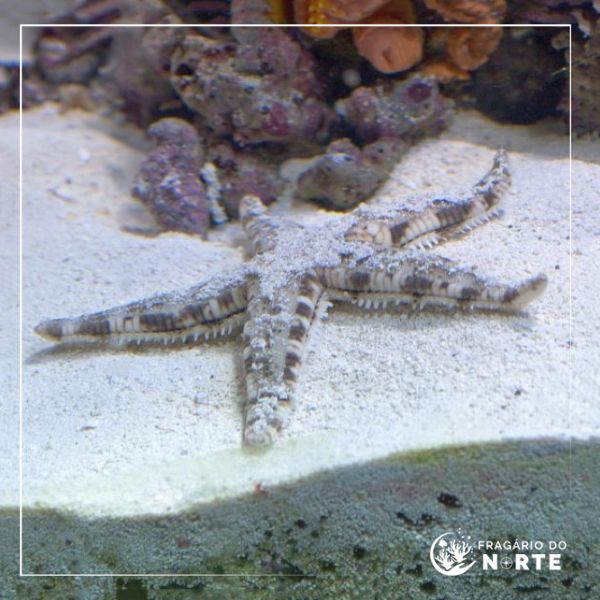 Archaster typicus