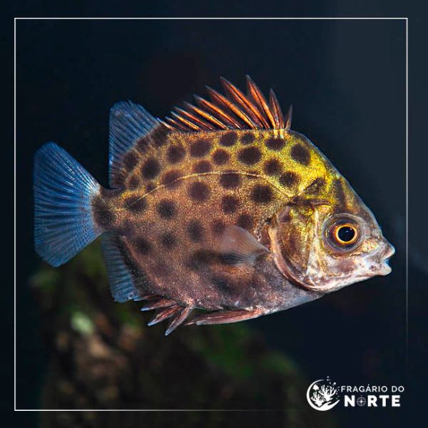Scatophagus argus
