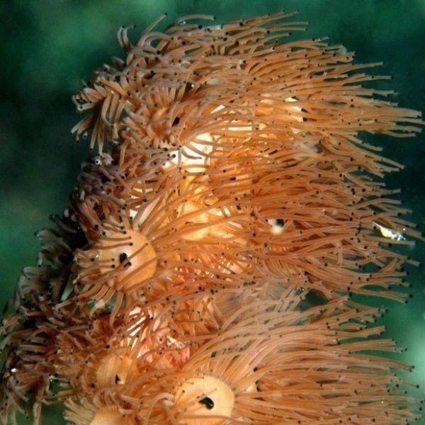 Acrozoanthus