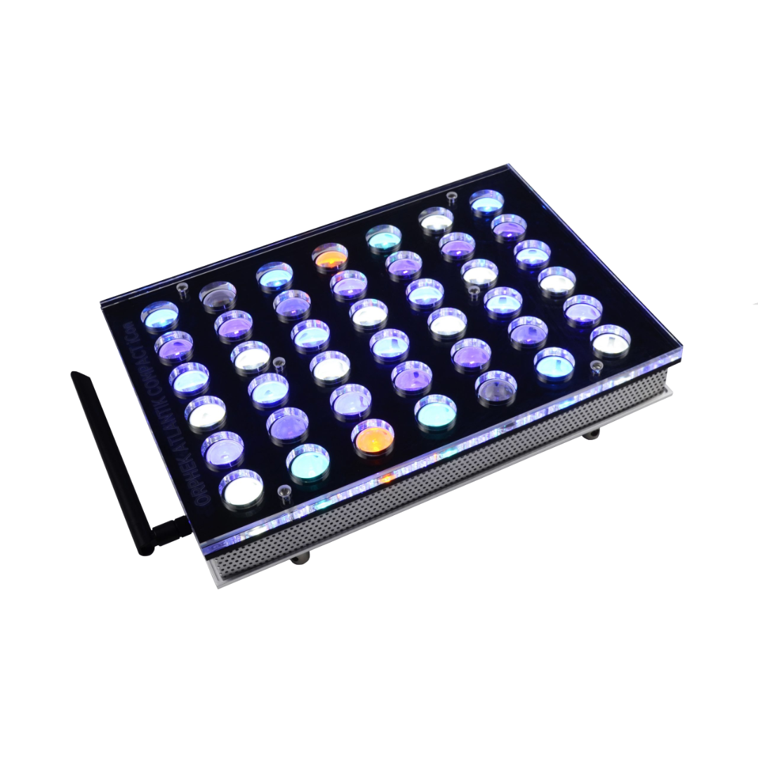 Atlantik Icon Reef 2