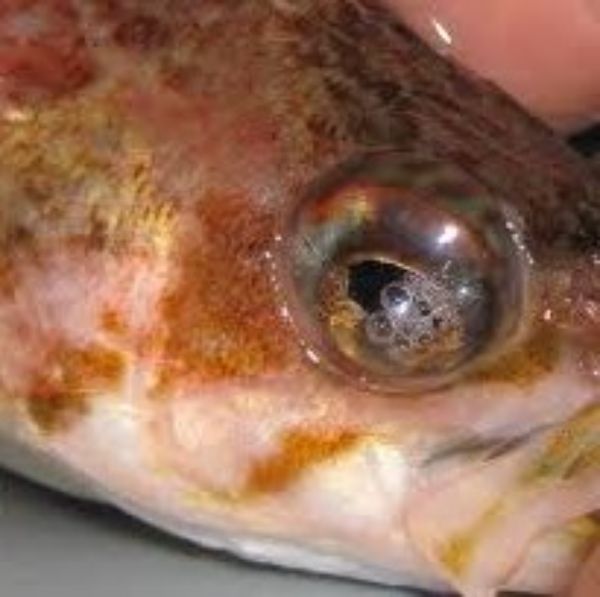 Gas Bubble Disease 2