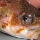 Gas Bubble Disease 2