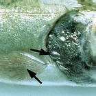 Gas Bubble Disease 4