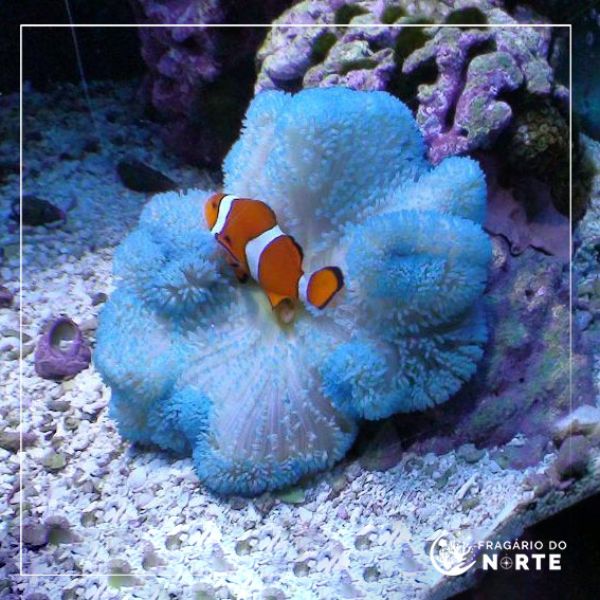 Stichodactyla Haddoni Hard Blue