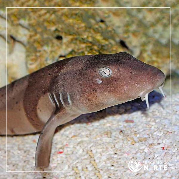 Chiloscyllium griseum