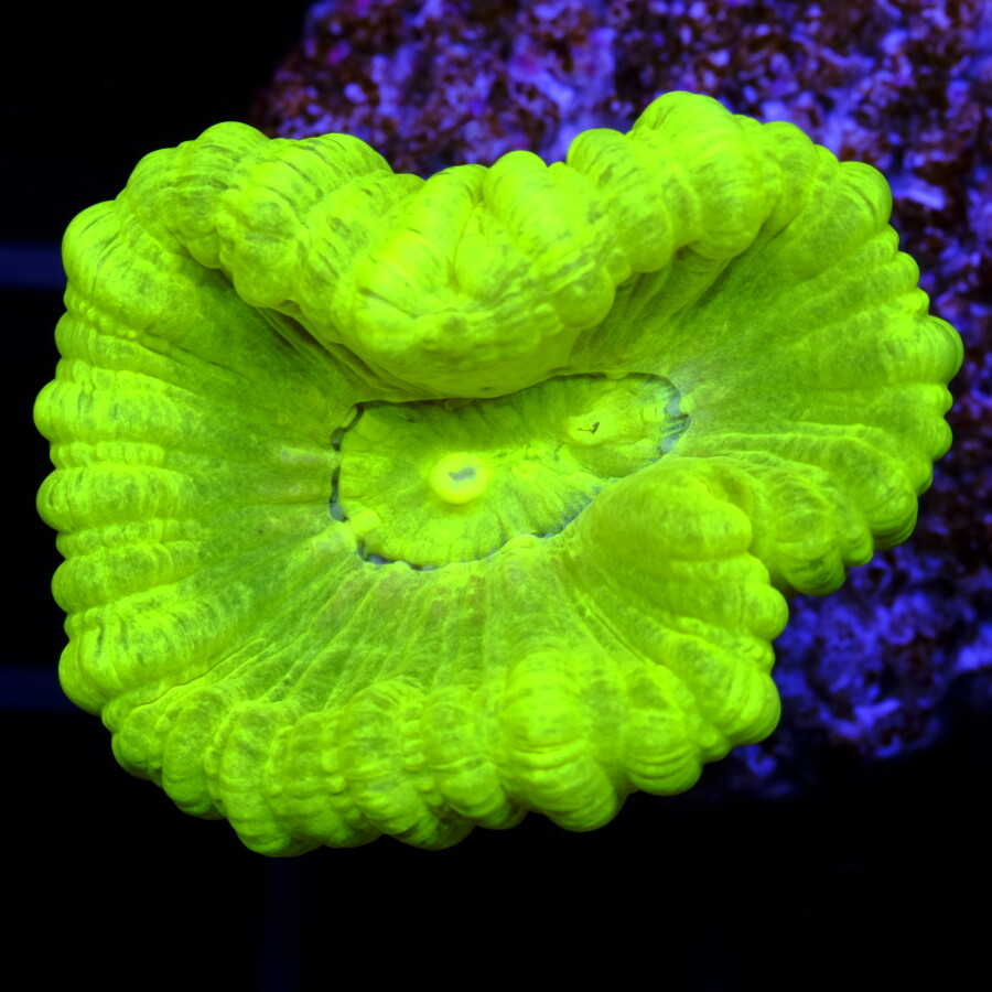 Caulastrea Neon Candy Cane