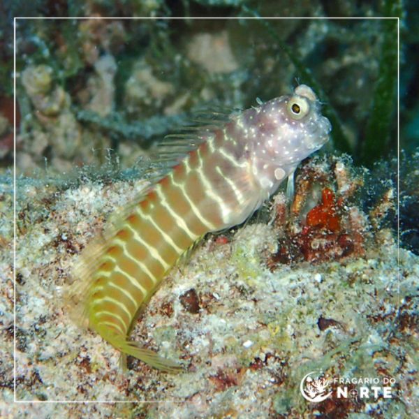 Salarias segmentatus