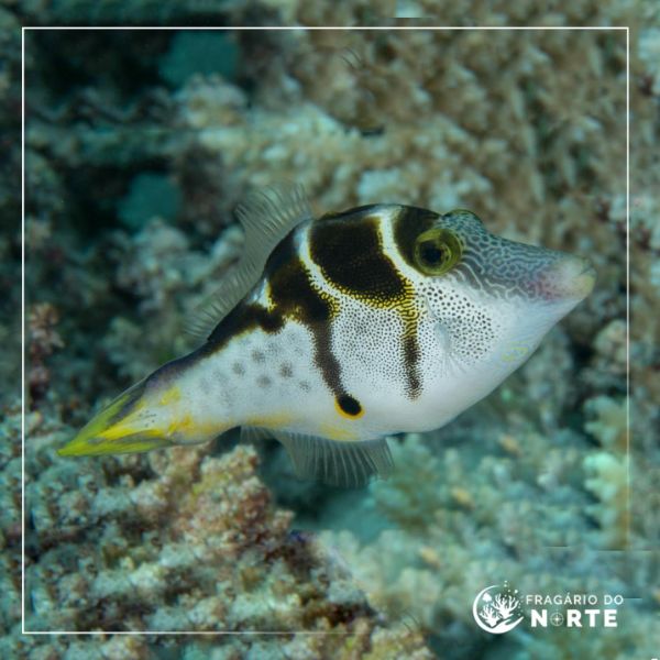 Paraluteres prionurus