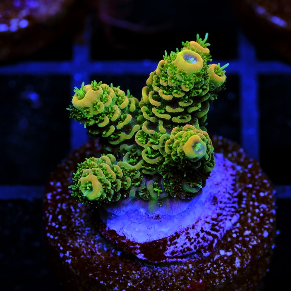 Acropora Millepora Green Gold Rings