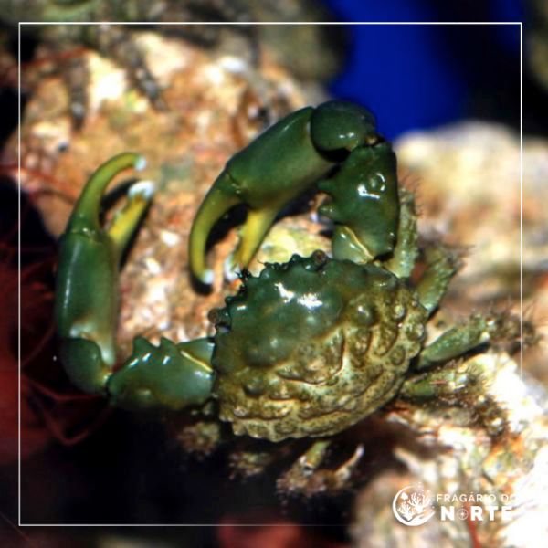 Mithraculus sculptus