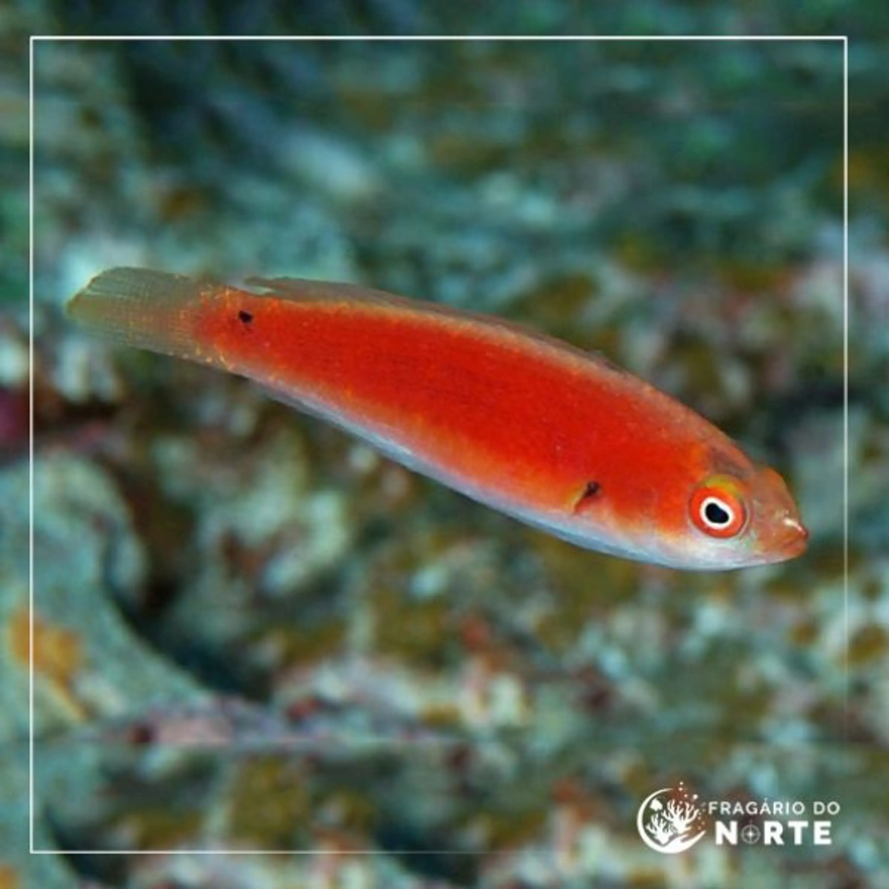 Cirrhilabrus katherinae