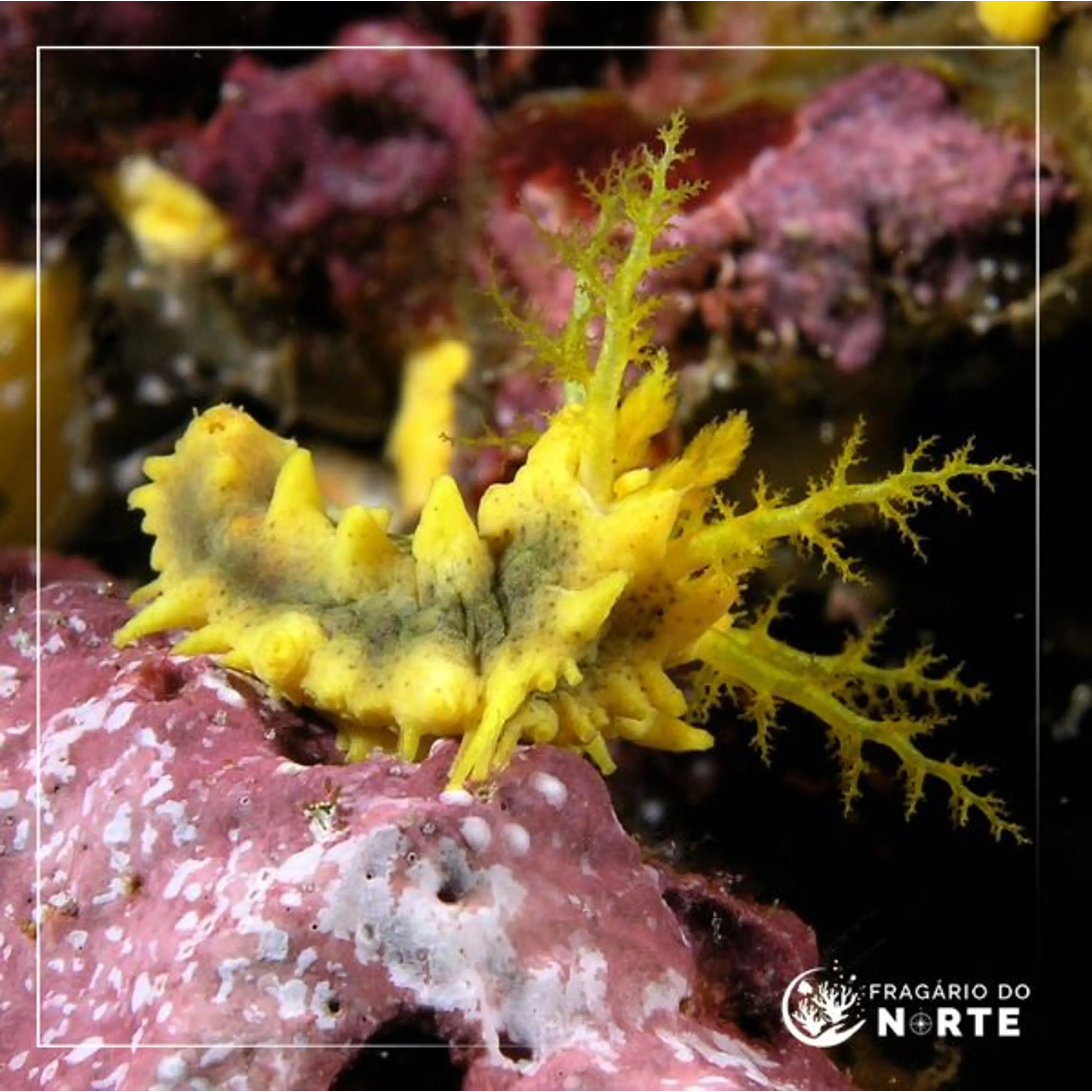 Colochirus robustus
