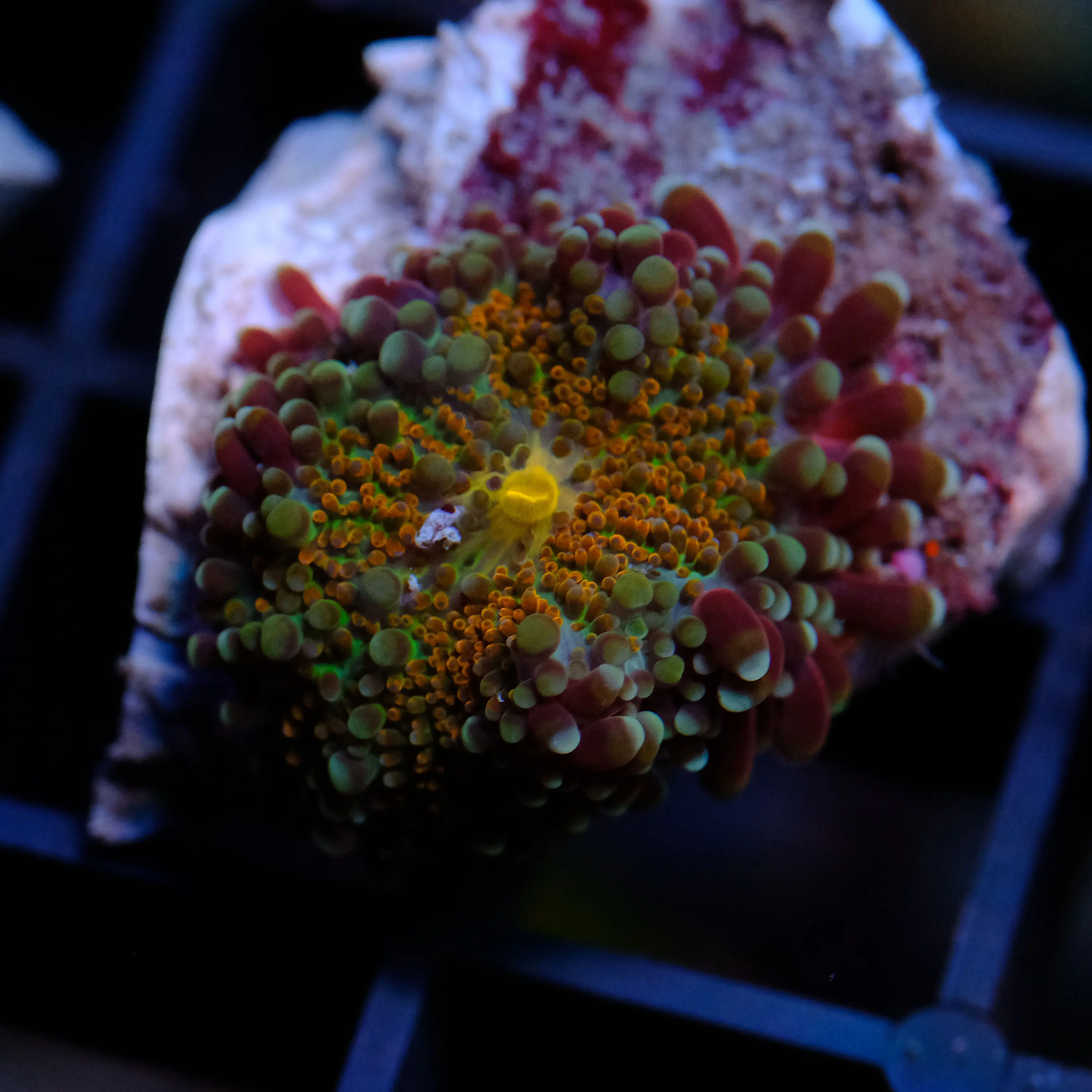 Rhodactis Rainbow