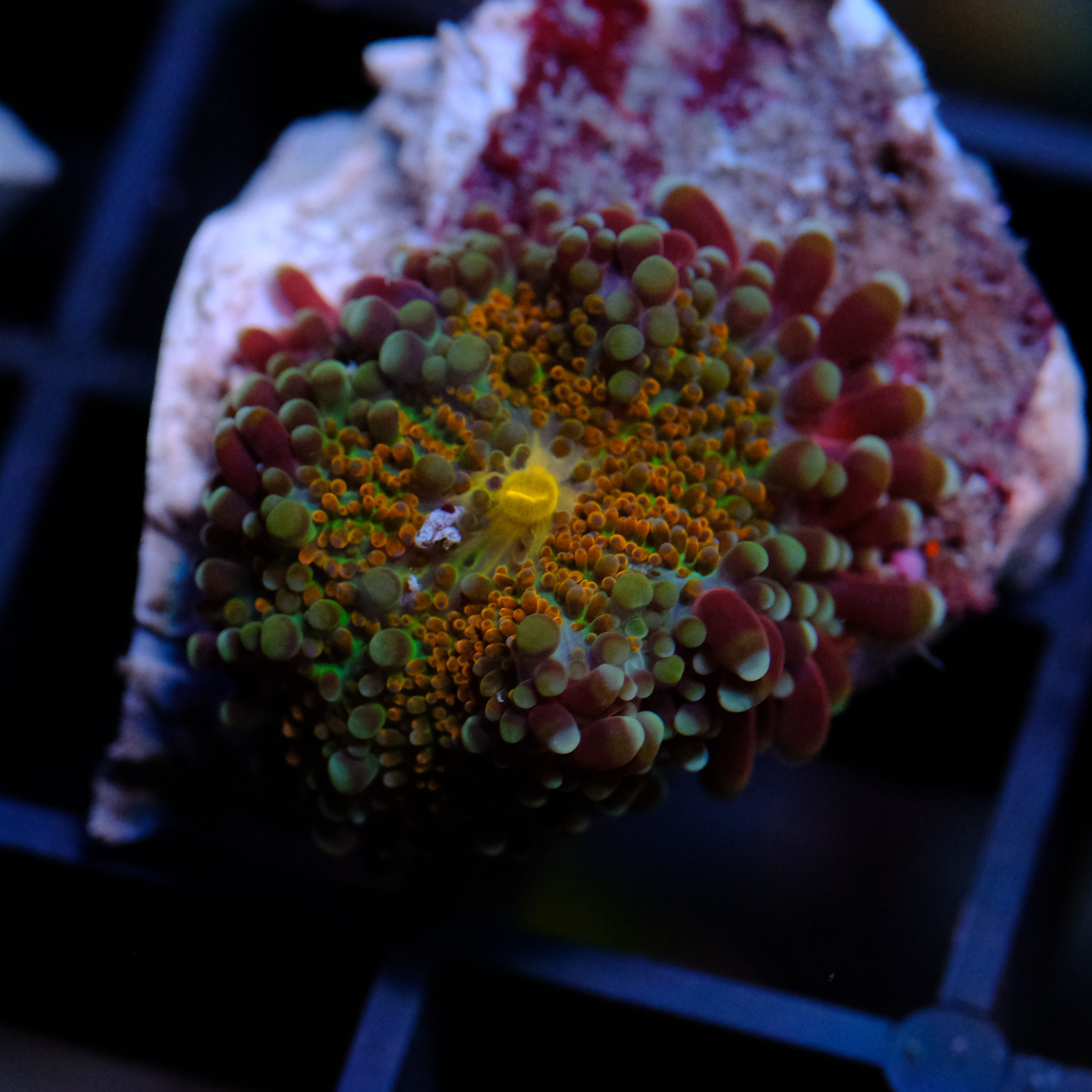 Rhodactis Rainbow