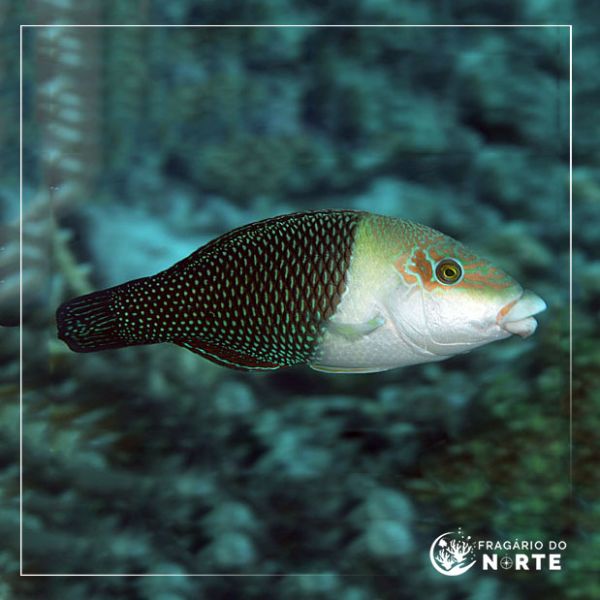 Hemigymnus melapterus