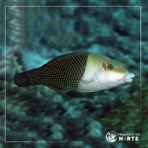 Hemigymnus melapterus