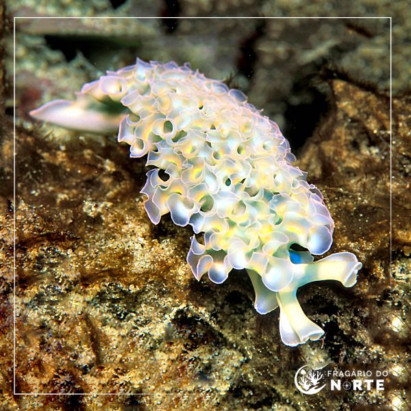 Elysia crispata