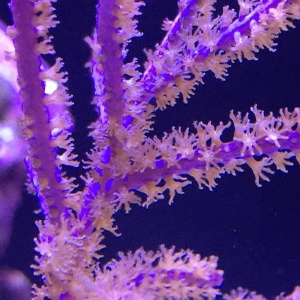 Muriceopsis flavida