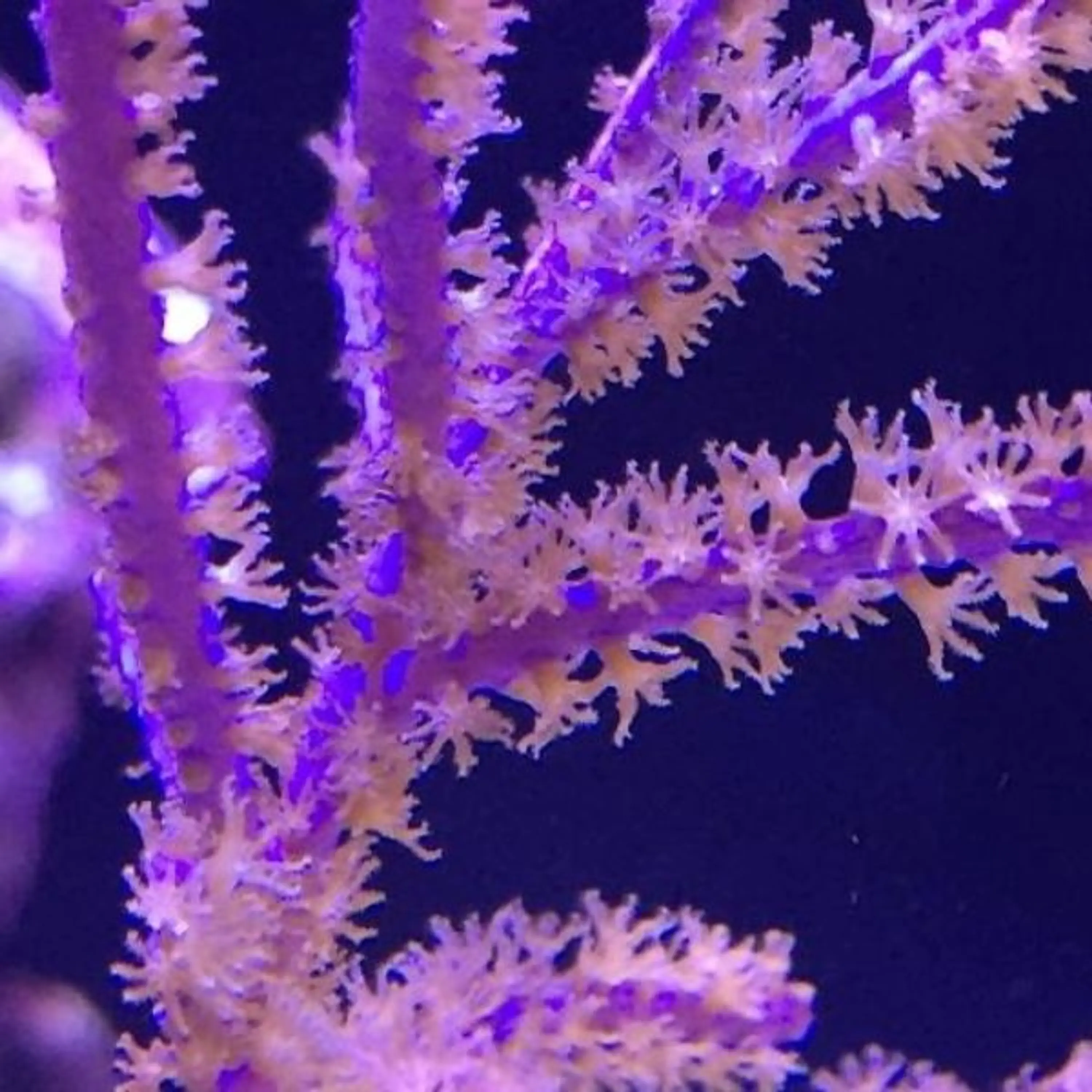 Muriceopsis flavida
