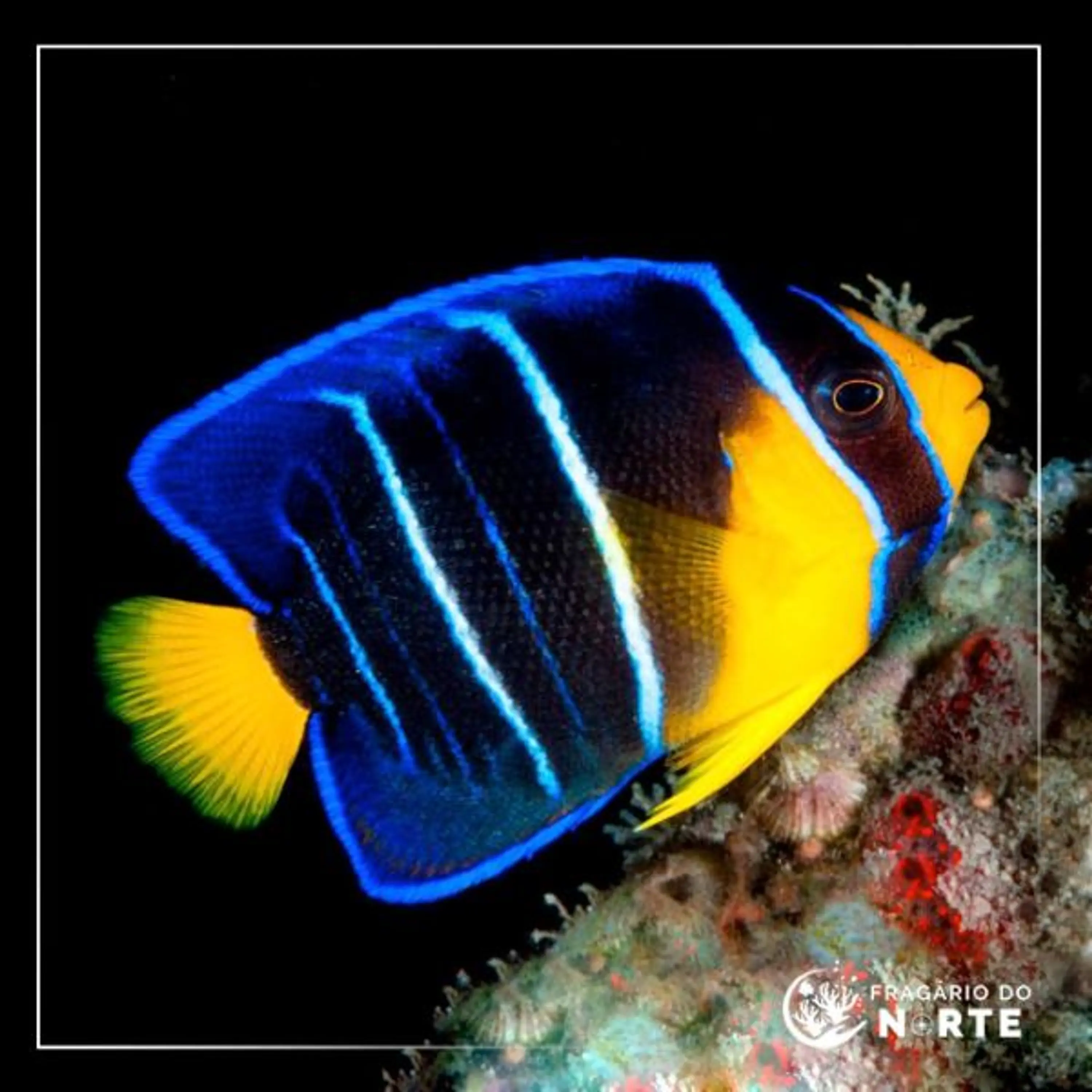 Holacanthus ciliaris Juvenil