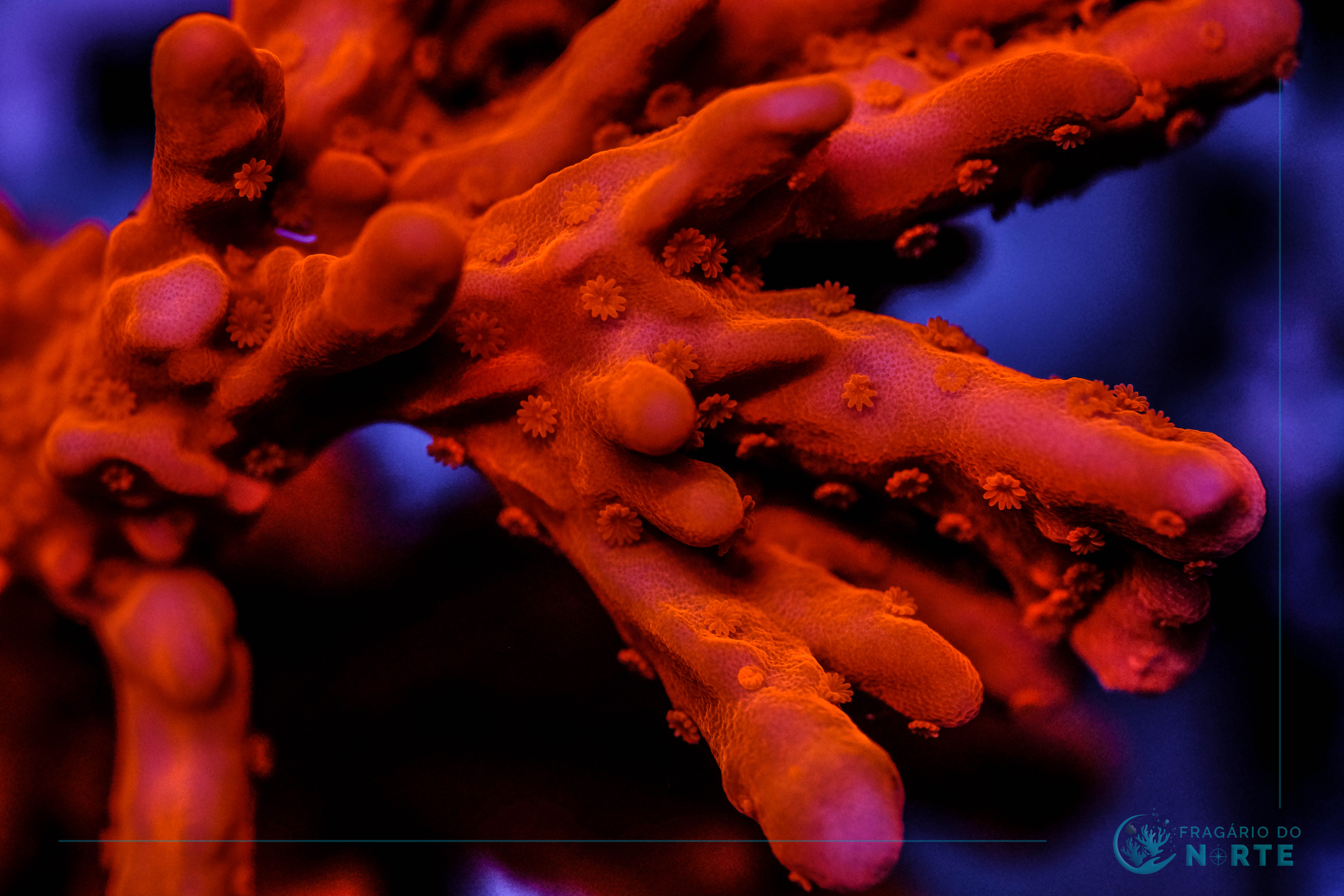 Montipora Setosa