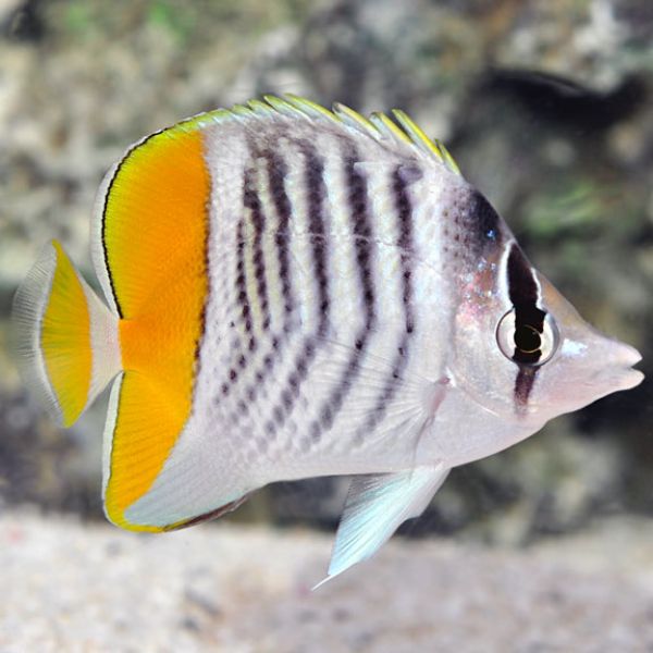 Chaetodon mertensii