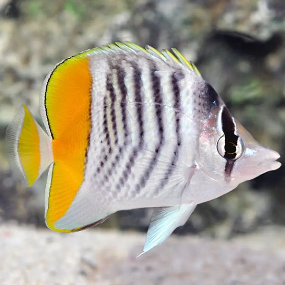 Chaetodon mertensii 1