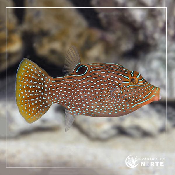 Canthigaster solandri