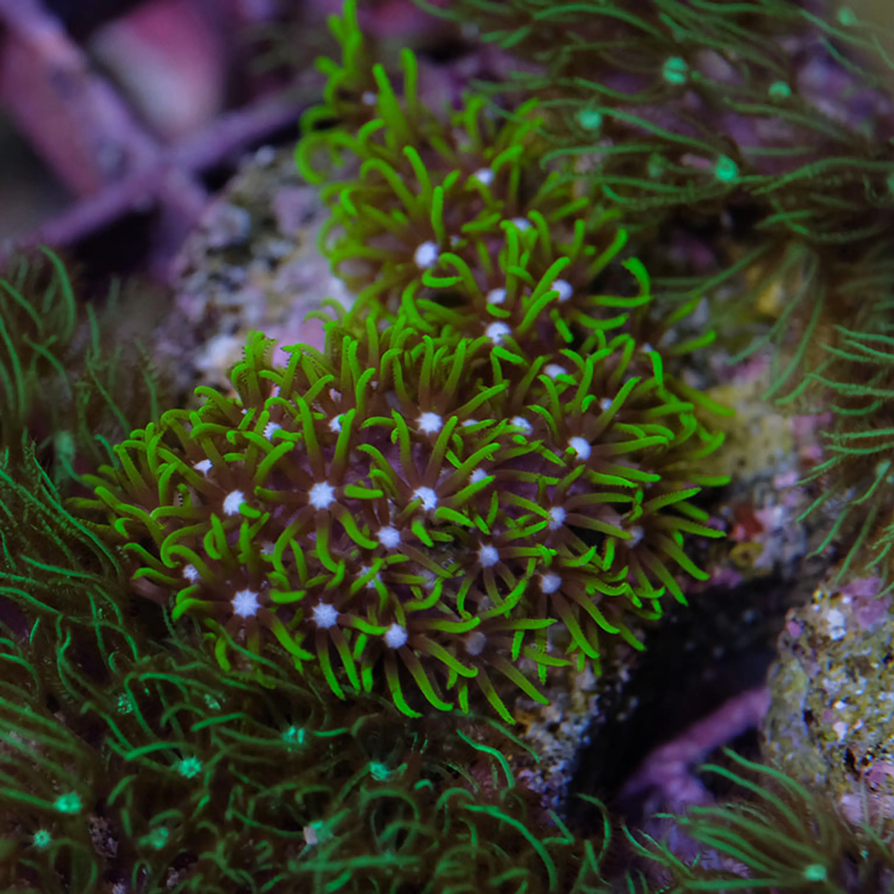 Pachyclavularia violacea