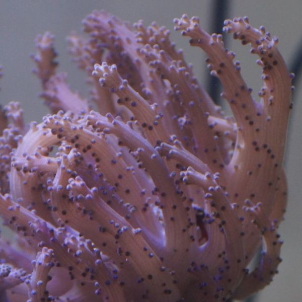 Paralemnalia