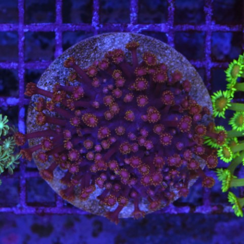 Heteropsammia Cochlea
